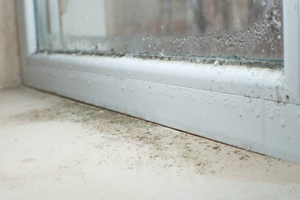 Why You Should Choose Our Mold Remediation Services in Greenfield, MO